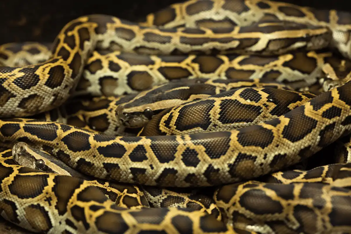 Sanca Burma (Python bivittatus)