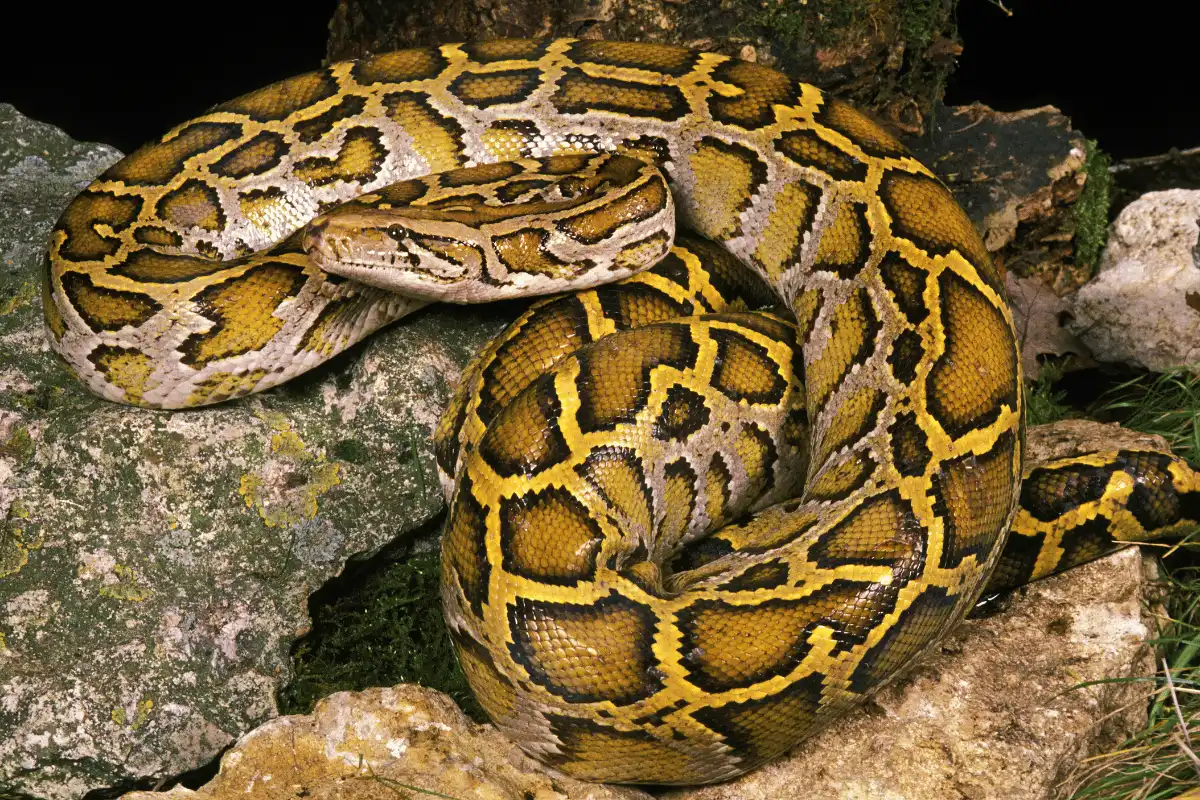 Sanca India (Python molurus)