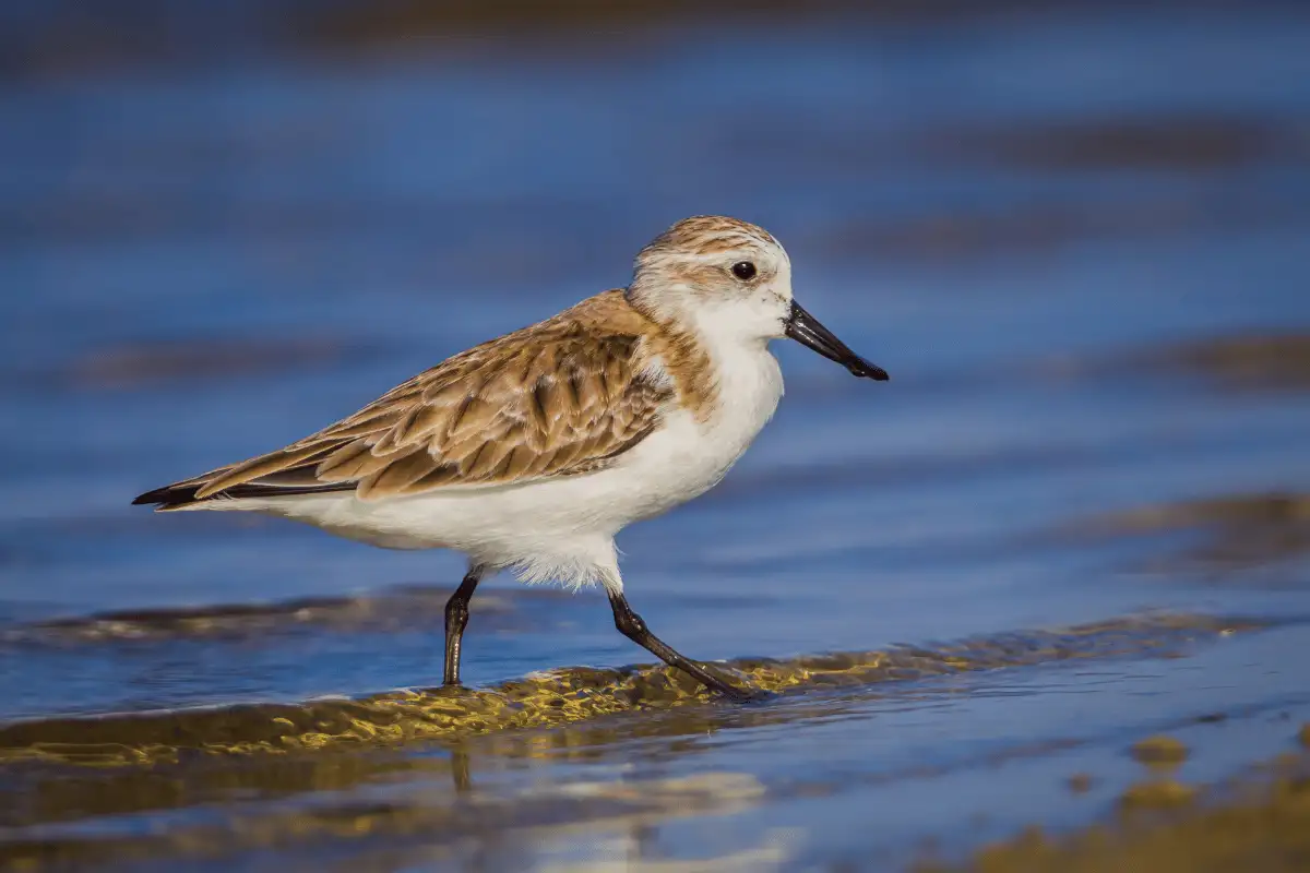 Sandpiper Paruh Sendok.