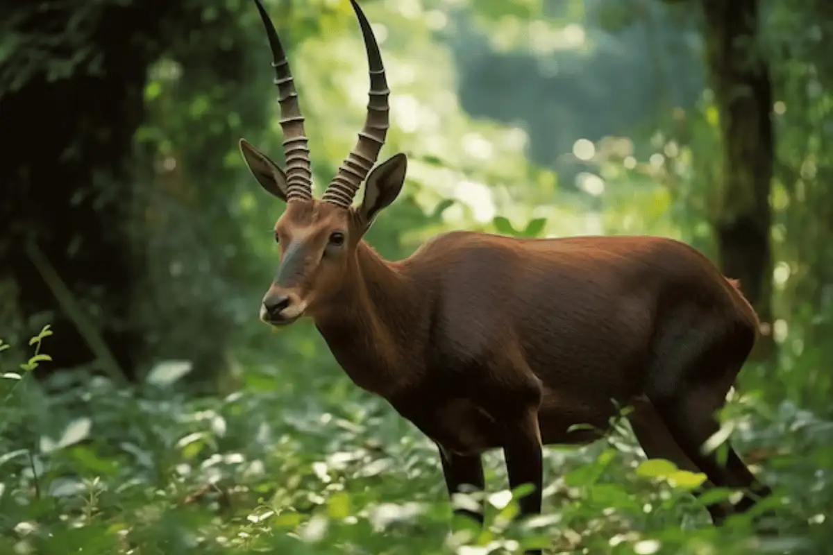  Saola