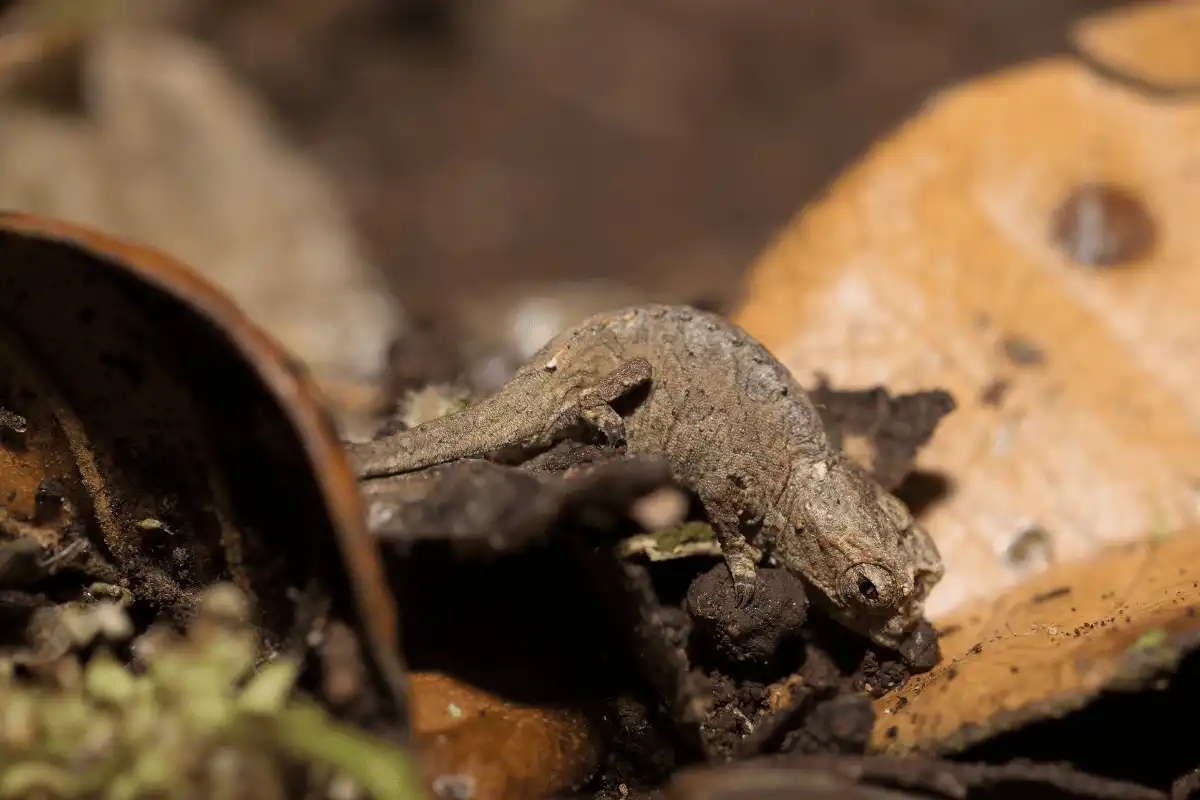 Brookesia Micra