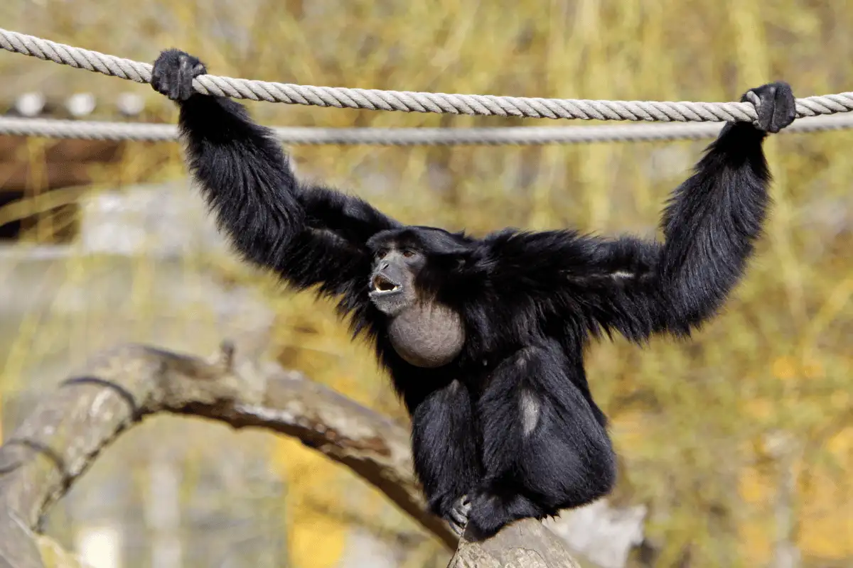 Siamang Hainan