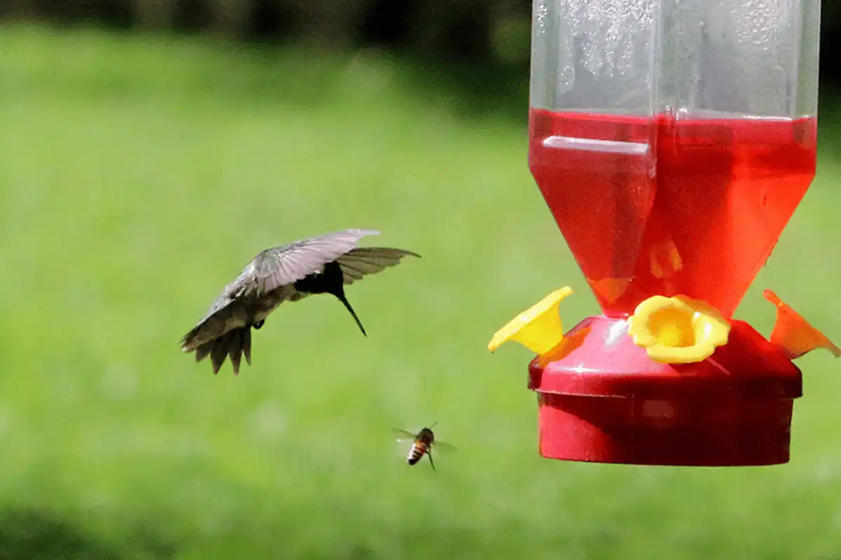 Burung Kolibri Lebah.