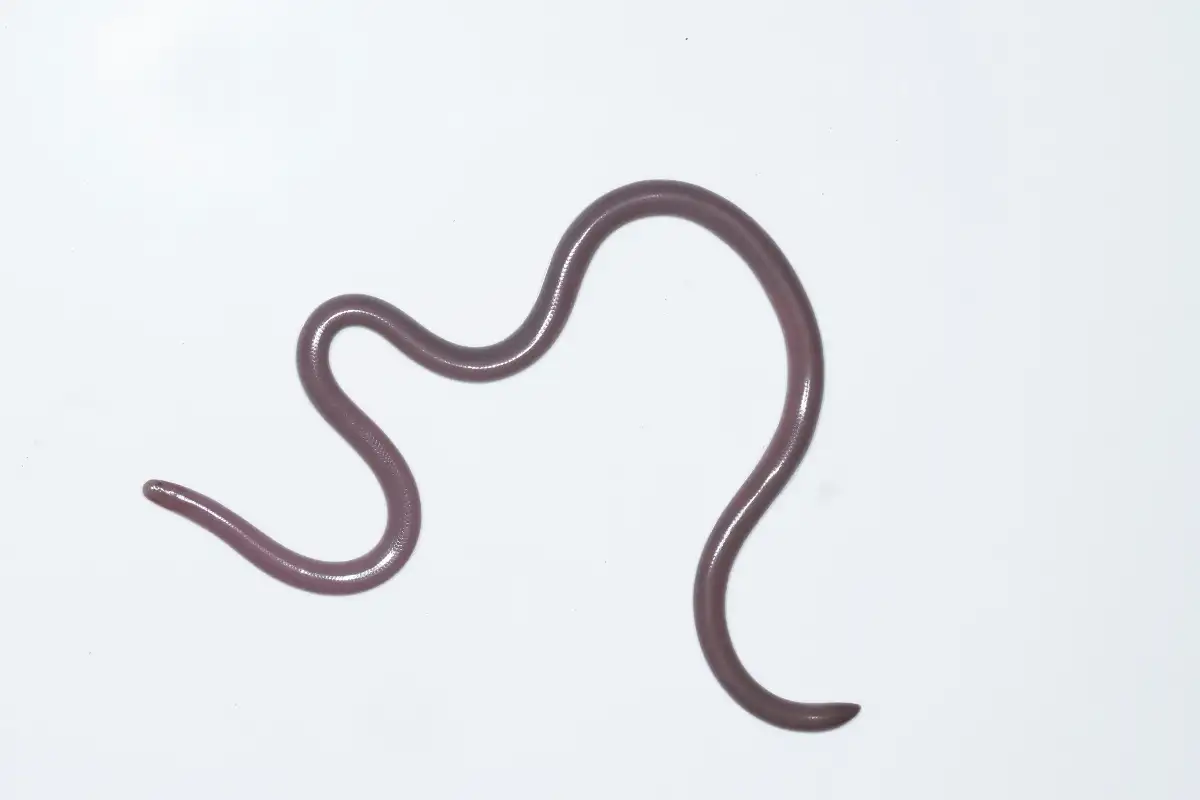 Slender Blind Snakes