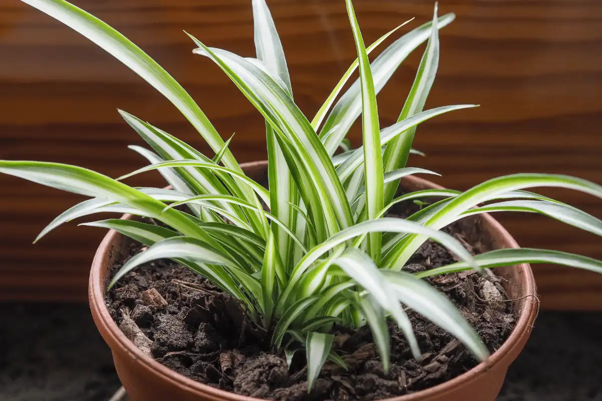 Spider Plant