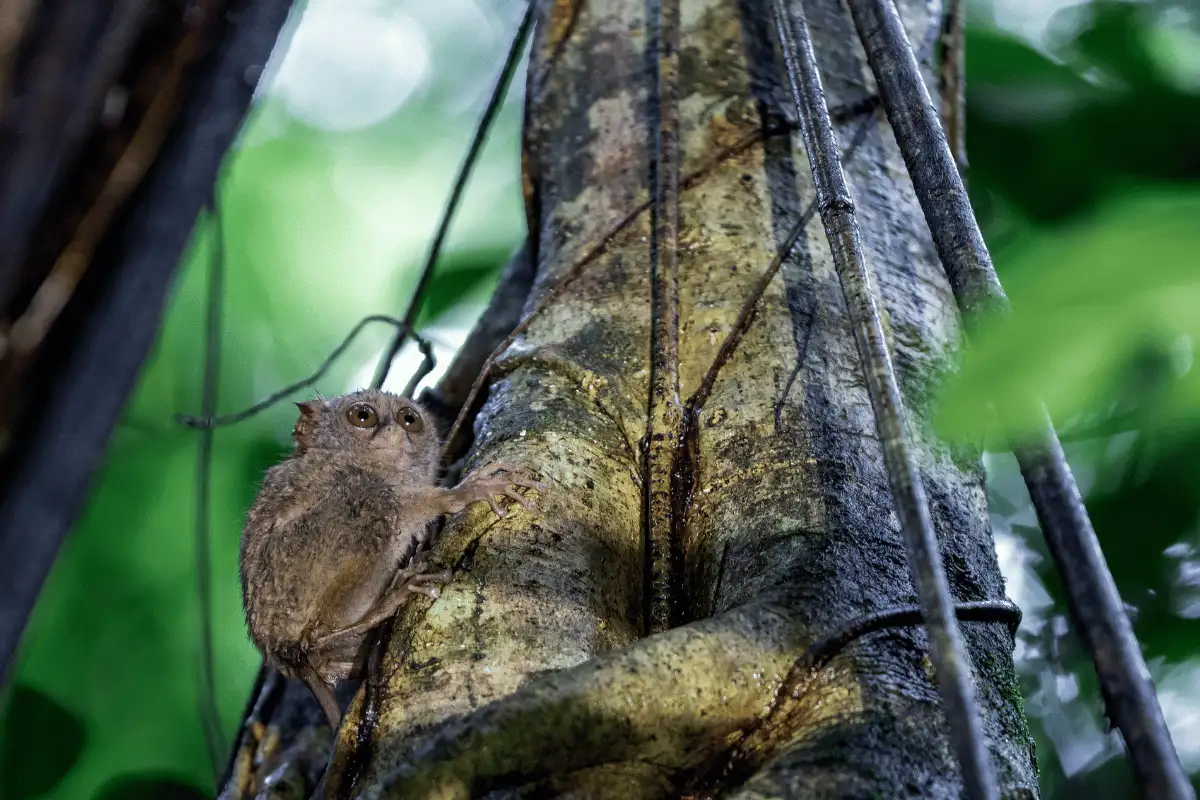 Tarsius Kerdil