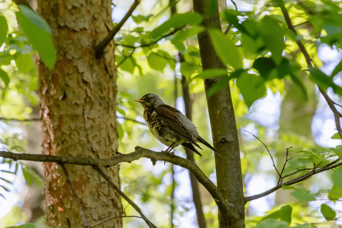 burung salah satu Fauna di hutan. 