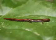 Mengenal Thorius Arboreus: Salamander Kecil Seukuran Cacing