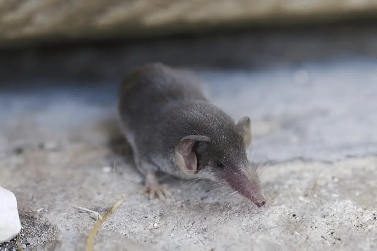 Tikus Etruria