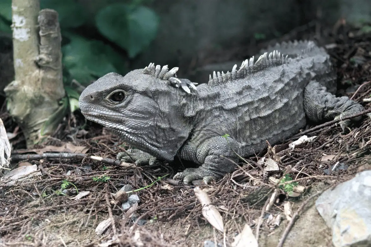 Tuatara