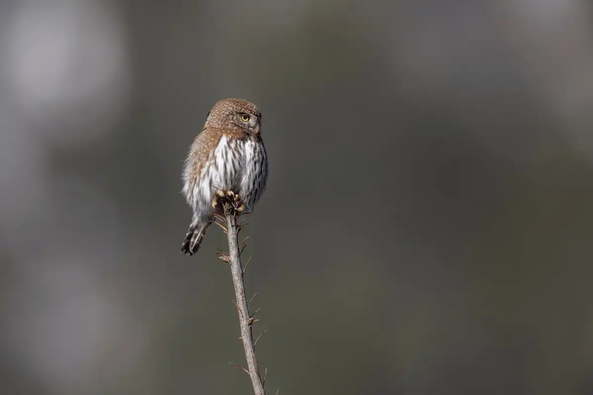 Northern Pygmy-owl