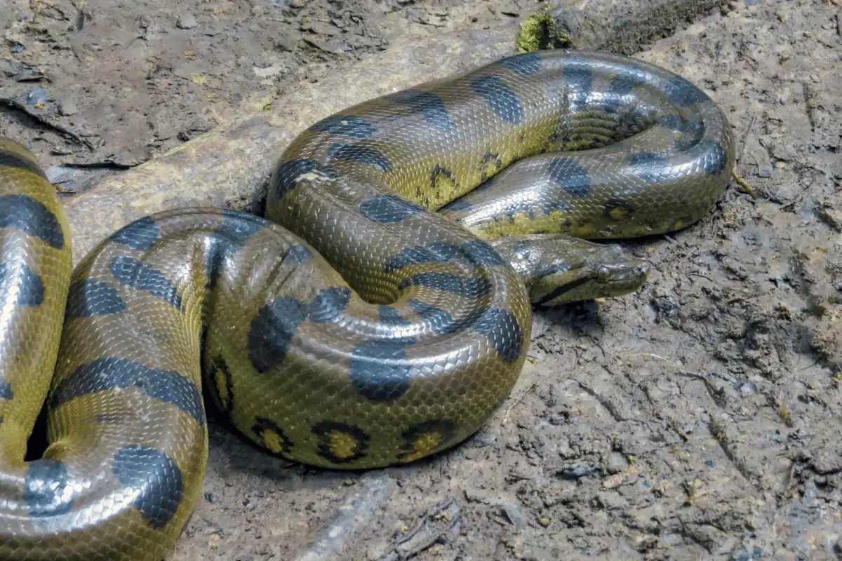  Ular anaconda