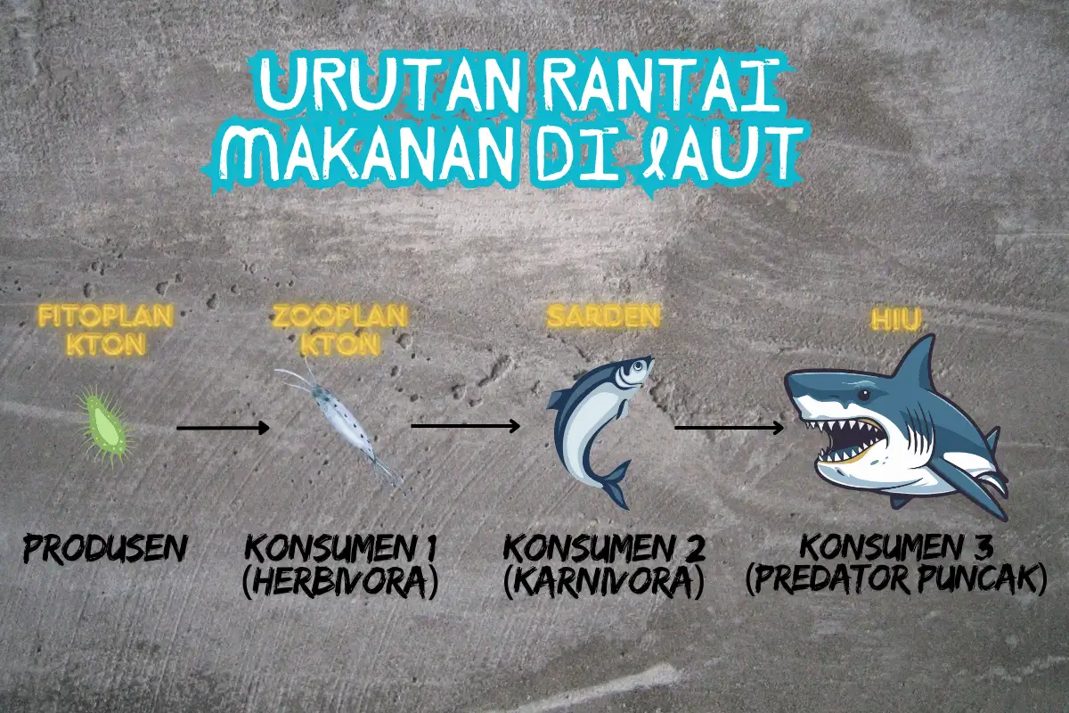 Urutan Rantai makanan di laut