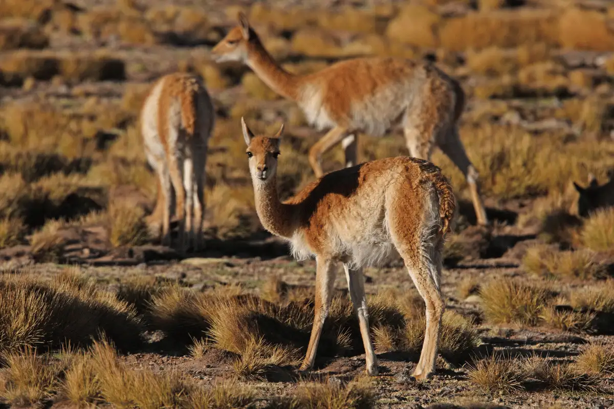 Vicuna 