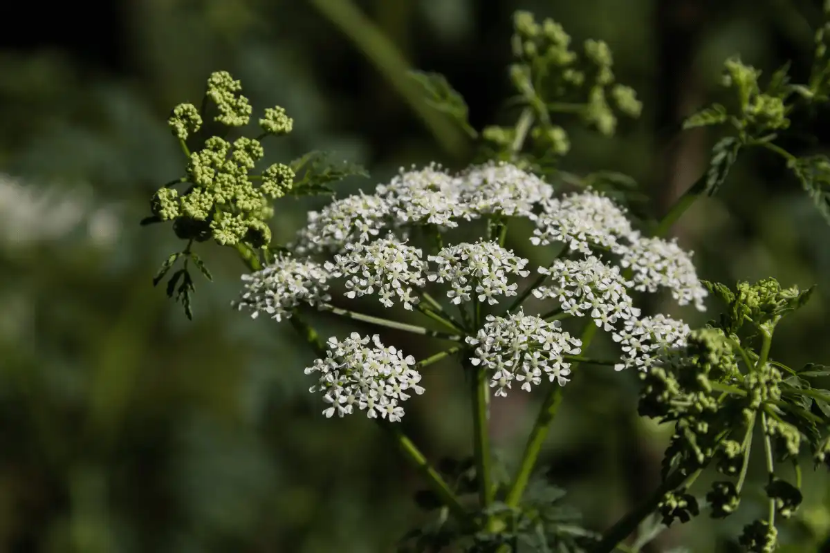 Water Hemlock (Cicuta maculata)