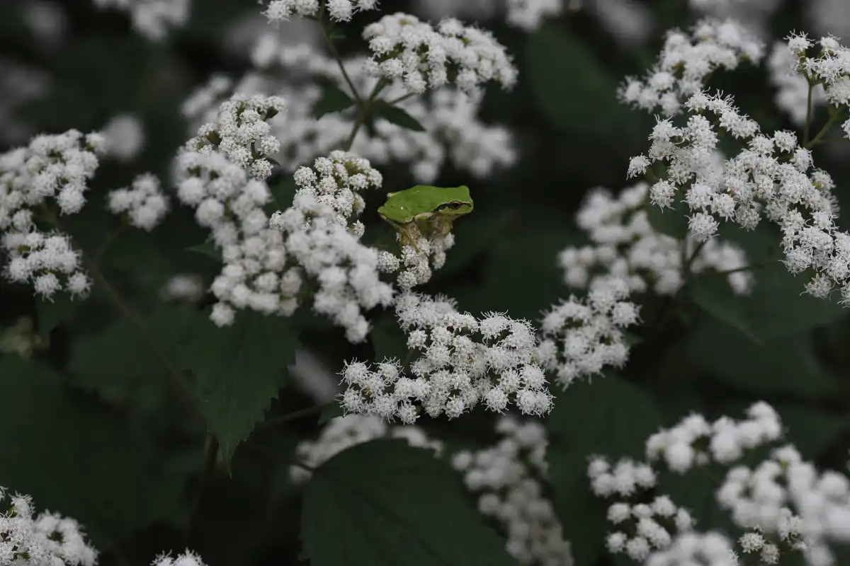 White Snakeroot (Ageratina altissima)