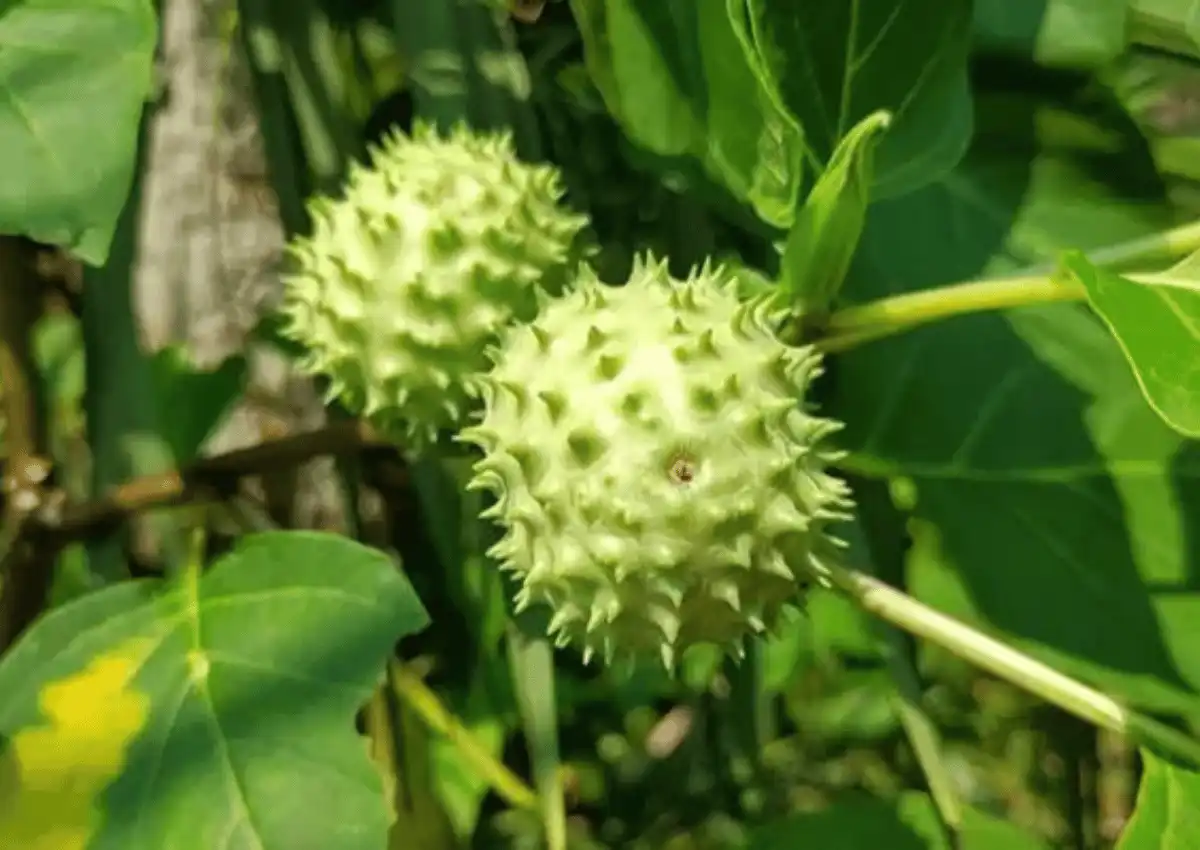 Mabuk kecubung